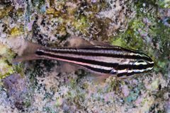 Ostorhinchus angustatus