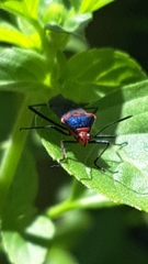 Hypselonotini