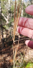 Andropogon gyrans