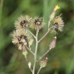 Hieracium longipilum