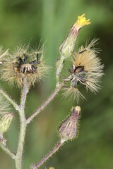 Hieracium longipilum