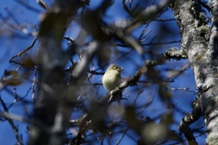 Empidonax occidentalis