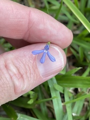 Lobelia quadrangularis