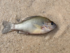 Lepomis aquilensis