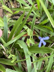 Lobelia quadrangularis
