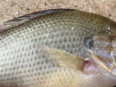 Lepomis aquilensis