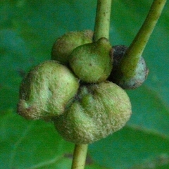 Ampelomyia vitiscoryloides