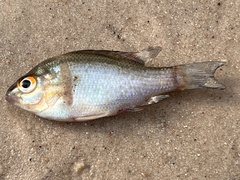 Lepomis aquilensis
