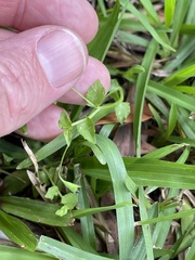 Lobelia quadrangularis