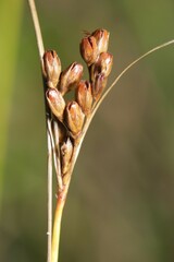 Juncus greenei