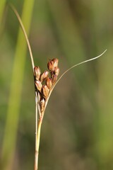 Juncus greenei