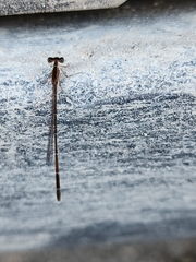 Nehalennia pallidula