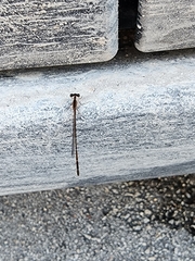 Nehalennia pallidula