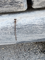 Nehalennia pallidula