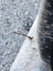 Nehalennia pallidula