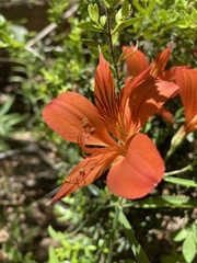 Alstroemeria ligtu