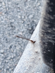 Nehalennia pallidula