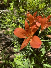 Alstroemeria ligtu