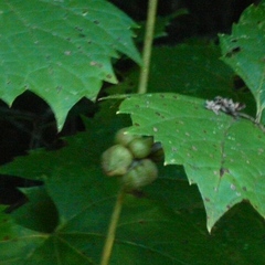 Ampelomyia vitiscoryloides