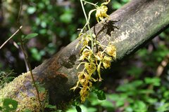 Cyrtochilum pardinum