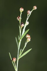 Lechea pulchella