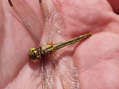 Diplacodes melanopsis