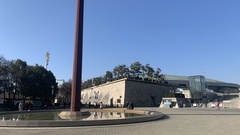 Columba livia domestica