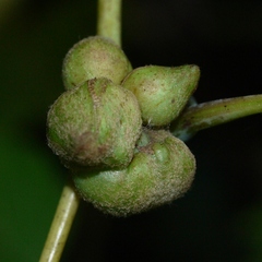 Ampelomyia vitiscoryloides