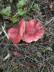 Russula rhodocephala