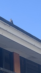Columba livia domestica