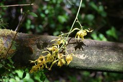 Cyrtochilum pardinum