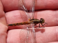 Diplacodes melanopsis