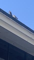 Columba livia domestica