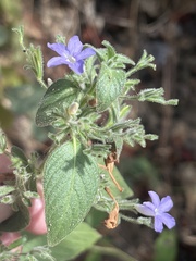 Ruellia inundata