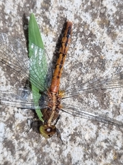 Diplacodes melanopsis