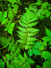 Dryopteris clintoniana