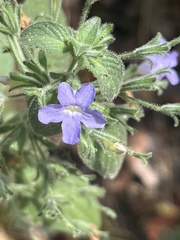 Ruellia inundata