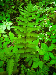 Dryopteris clintoniana