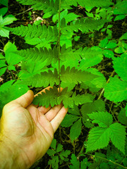 Dryopteris clintoniana
