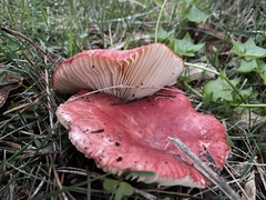Russula rhodocephala