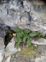 Anisotome pilifera