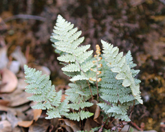 Myriopteris lindheimeri
