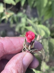 Malvaviscus arboreus