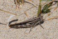 Aiolopus thalassinus dubius