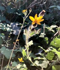 Simsia lagasceiformis