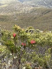 Telopea truncata