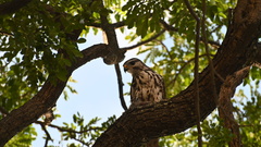 Buteo plagiatus