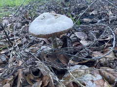 Volvariella