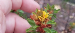 Pultenaea tuberculata