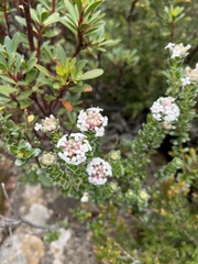 Pimelea nivea